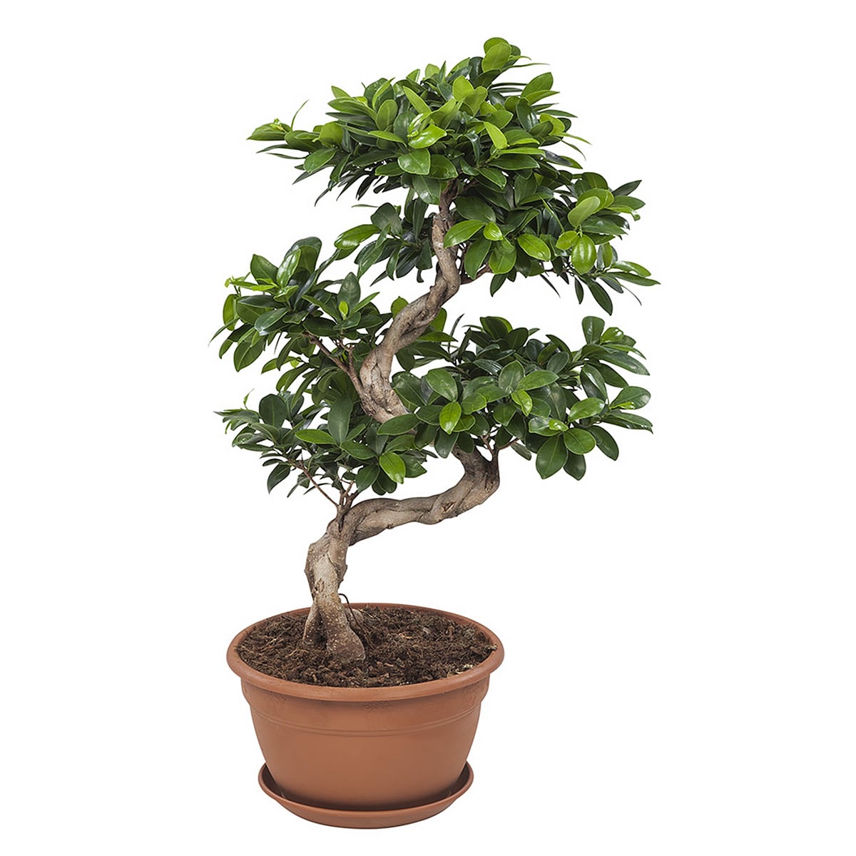 Ficus Ginseng Bonsai online kopen op gigaplant.nl