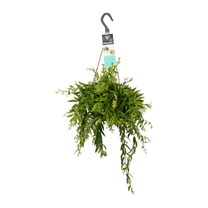 Aeschynanthus hangplant