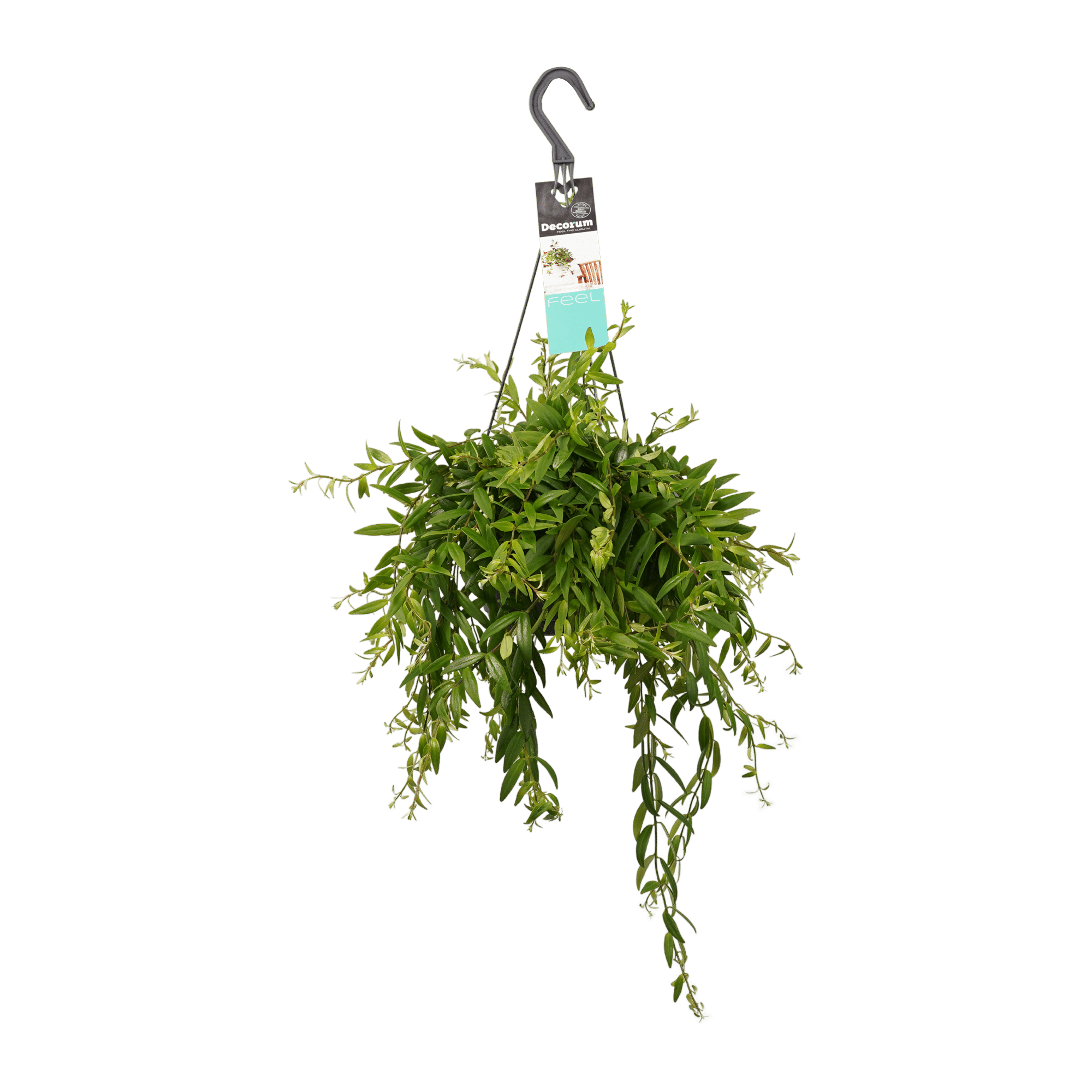 Aeschynanthus hangplant