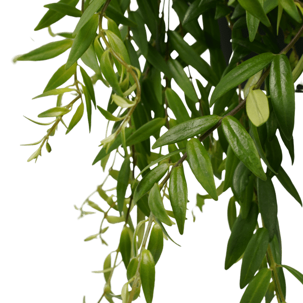 Aeschynanthus Lippenstiftplant