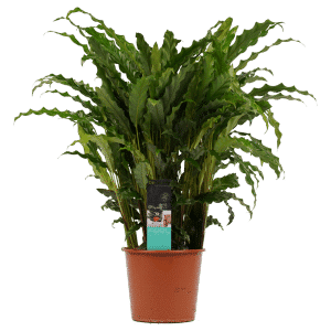 Calathea Bluegrass online planten kopen