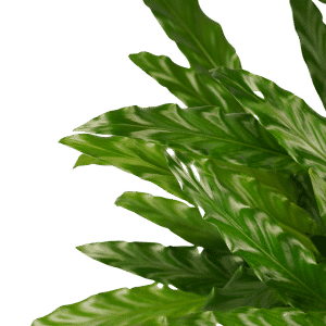 Calathea Bluegrass plant online kopen