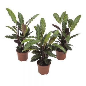 Calathea Rufibarba plant online kopen