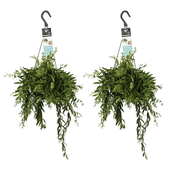 Hangplant Aeschynanthus japhrolepis
