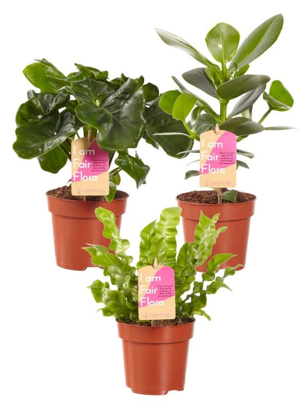 Luchtzuiverende planten pakket