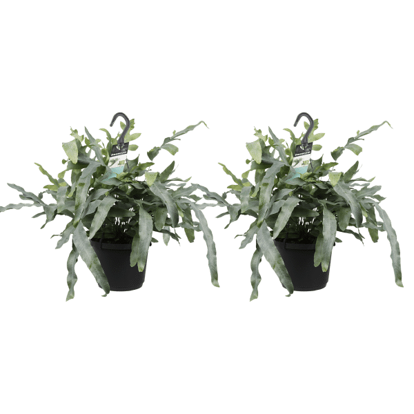 Phlebodium Blauwvaren hangplant kopen