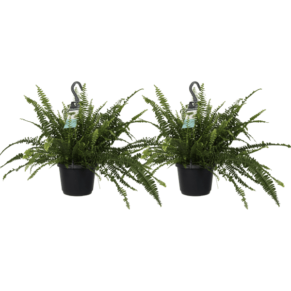 Planten kopen online krulvaren