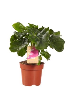Luchtzuiverende kamerplant Philodendron Atom