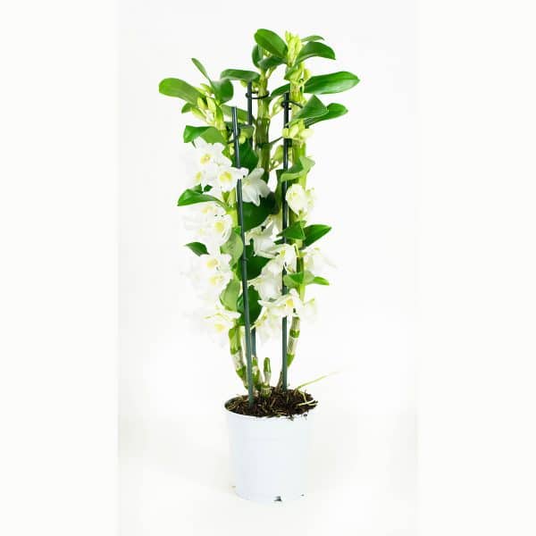 Bamboe dendrobium orchidee bestellen