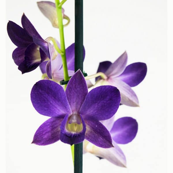 Blauwe orchidee bestellen Blue Happiness