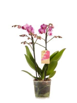 Bloeiende kamerplant orchidee bestellen phalaenopsis