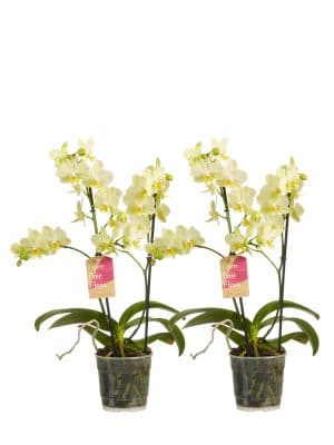 Bloeiende kamerplant orchidee phalaenopsis multiflora