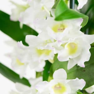 Dendrobium Nobile Apollon orchidee bestellen