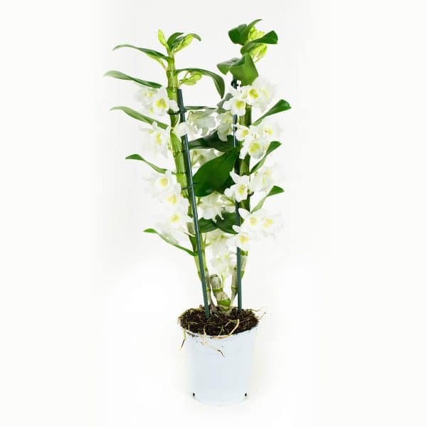 Dendrobium-bamboe-orchidee-online bestellen