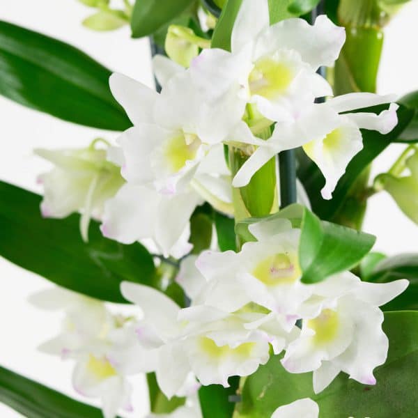 Dendrobium bamboe orchidee witte bloemen