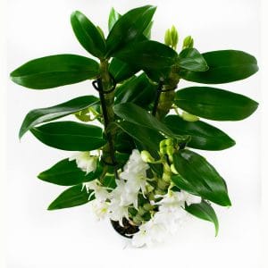 Dendrobium orchidee online bestellen