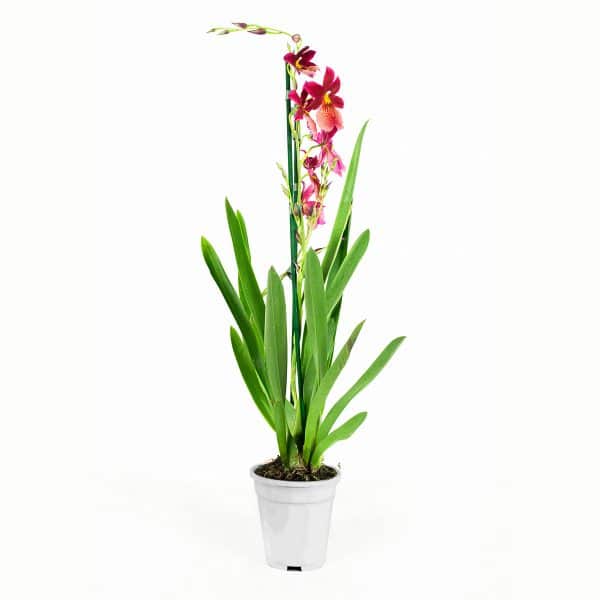 Orchidee Cambria Nelly Isler kopen
