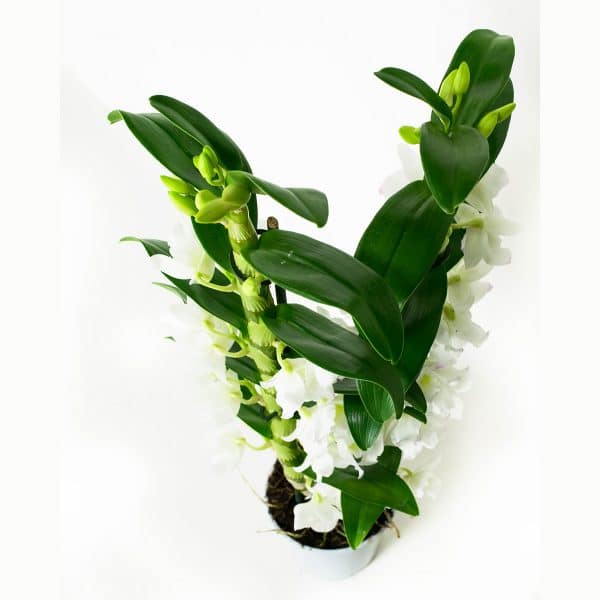 Orchidee bestellen Dendrobium Nobile