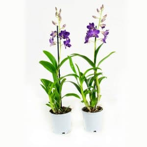 Orchidee online bestellen sa-nook blue happiness