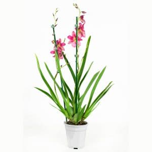 Orchidee online kopen nelly isler