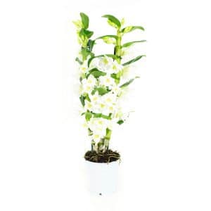 Bamboe orchidee kopen wit