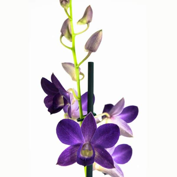 Blauwe orchidee kopen