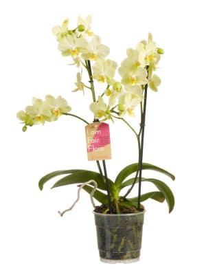 Gigaplant orchidee bestellen phalaenopsis multiflora