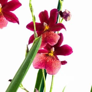 Orchidee Cambria Nelly isler bestellen
