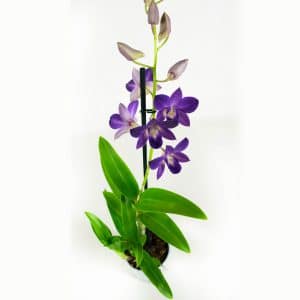 Orchidee kopen Sa-nook Blue Happiness