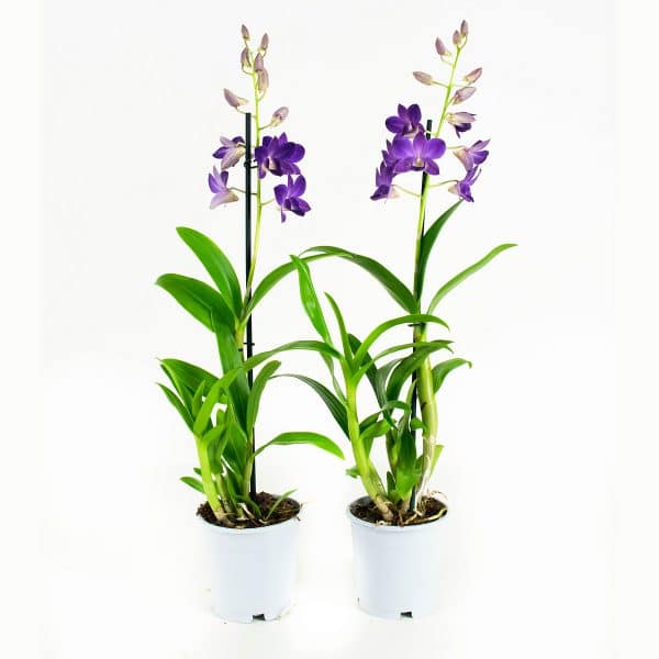Orchidee sa-nook Blue Happiness