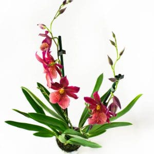 Rode orchidee bestellen nelly isler