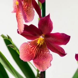 Rode orchidee kopen Nelly
