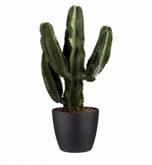 Cactus plant euphorbia kopen