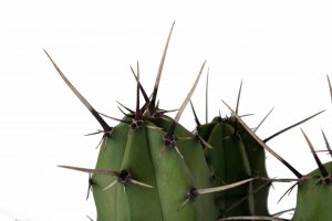 Cactus plant kopen Myrtillocactus gemetrizans