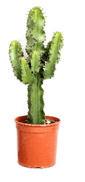 Cactussen Euphorbia