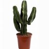 Euphorbia Erytrea Canarias cactus
