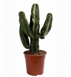 Euphorbia Erytrea Canarias cactus