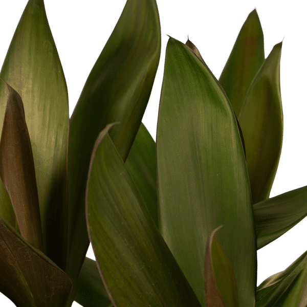 Groene kamerplant Cordyline Glauca