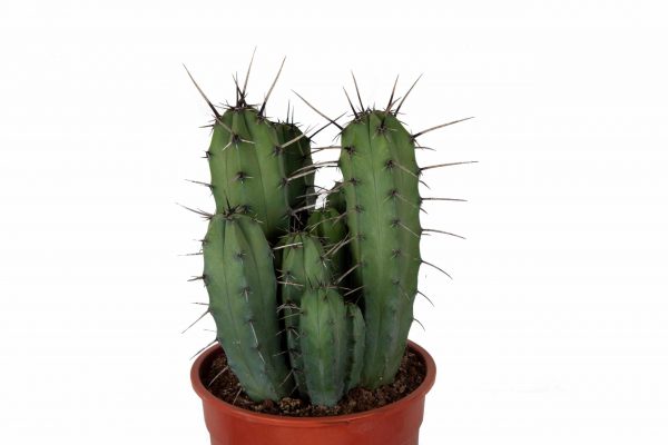 Myrtillocactus gemetrizans cactus online bestellen