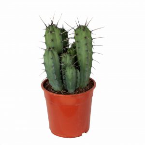 Myrtillocactus gemetrizans cactus