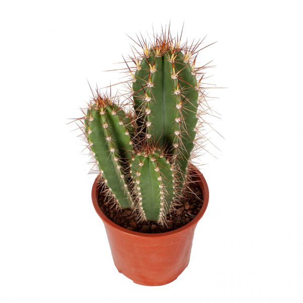 Neocardinasia herzogiana cactus