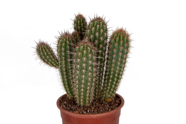 Pilosocereus gounelii cactus online bestellen