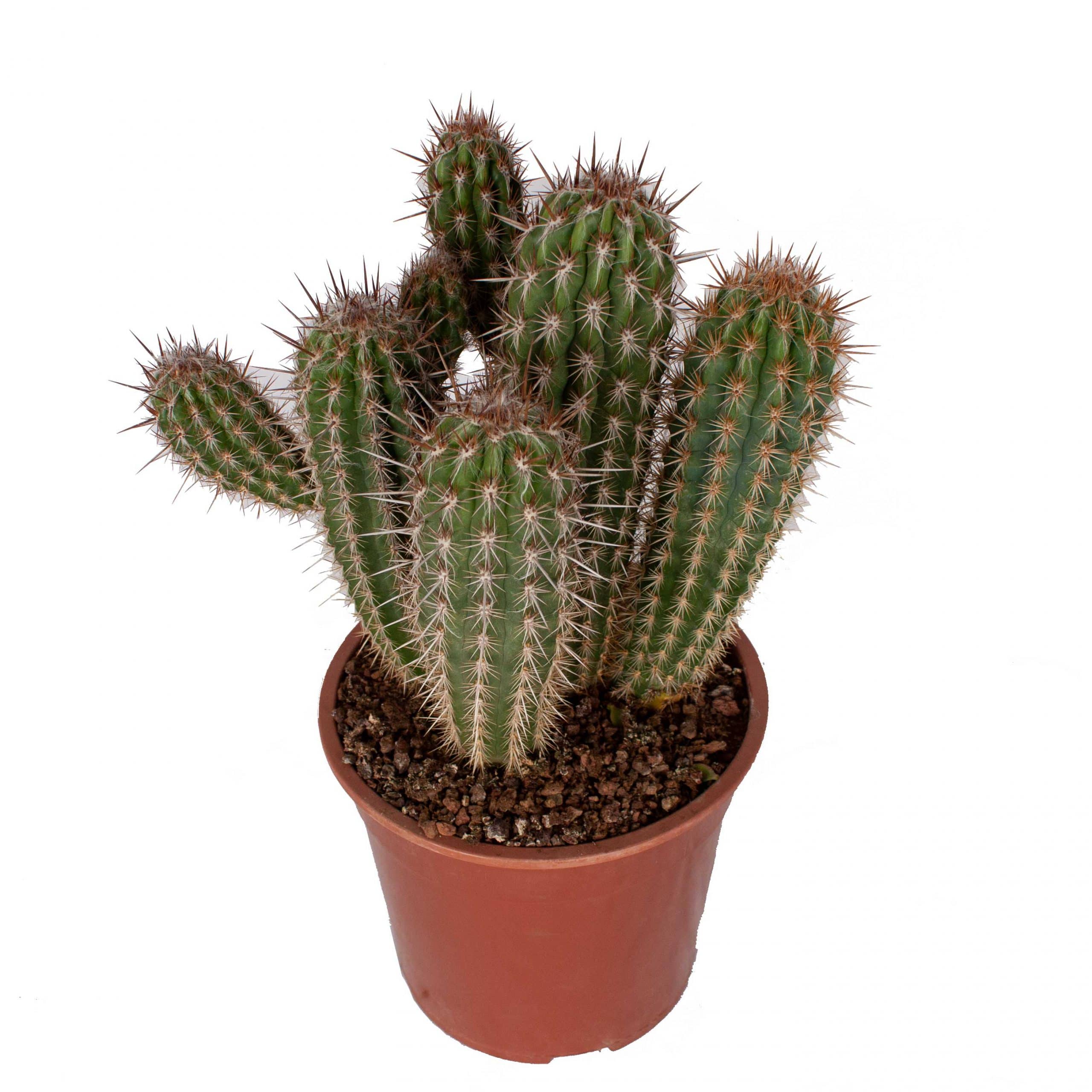 Pilosocereus gounelii cactus plant kopen