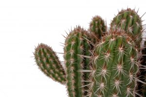 Pilosocereus gounelii online cactus kopen