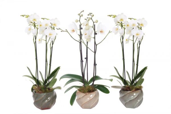 Planten pakket orchidee bestellen
