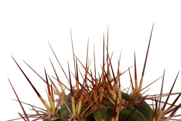 Stekels cactus Neocardinasia herzogiana