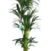 XL Kentia Palm in antraciet pot