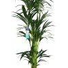 XL Kentia Palm in witte sierpot