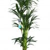 XL Kentia Palm kopen