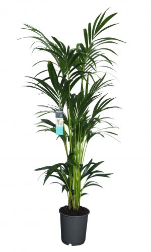 XL Kentia Palm kopen
